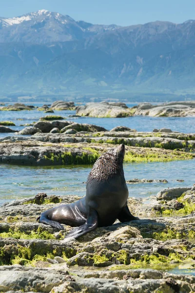 Niedliche Robbe Sitzt Auf Dem Felsen Bei Kaikoura Neuseeland — Stockfoto