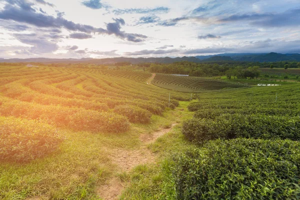 Plantação Árvores Verdes Sobre Alta Colina Com Horizonte Fundo Paisagem — Fotografia de Stock