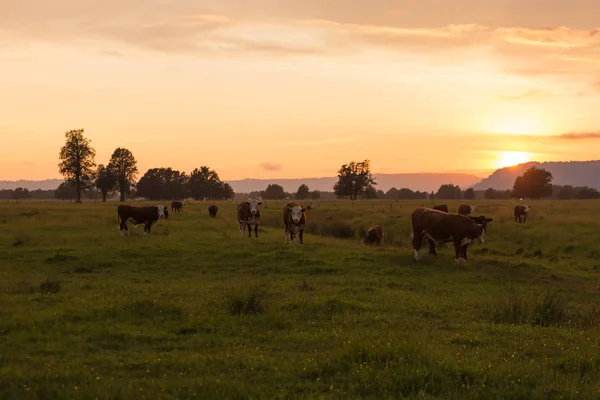 Zéland Tehenek Fram Zöld Üveg Sunrise Hangon Természetes Táj Háttér — Stock Fotó