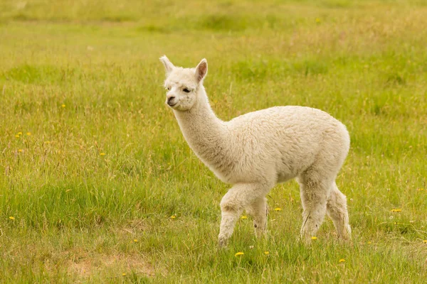 Alpaca Bebé Campo Vidrio Verde Animal Granja — Foto de Stock