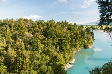 Derin orman orman tropikal doğal manzara arka plan, Yeni Zelanda