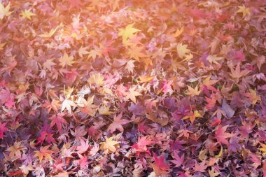 Güneş ışığı etkisi, doğal peyzaj arka plan ile zeminde akçaağaç yaprağı düşmüş