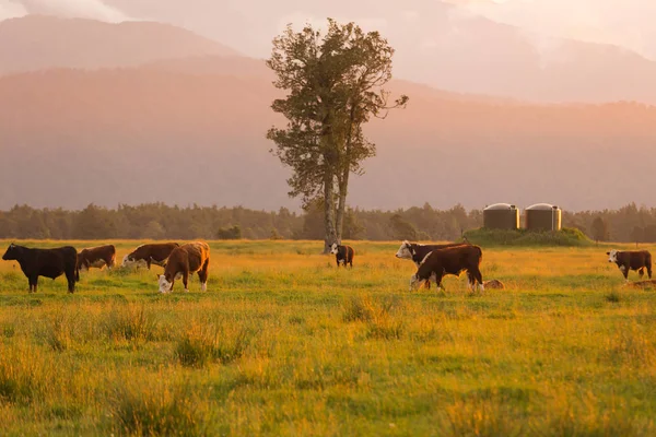Süt Inekleri Günbatımı Sesi Yeni Zelanda Doğal Manzara Arka Plan — Stok fotoğraf