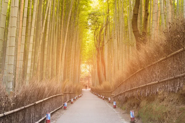Floresta Tropical Selva Bambu Com Caminho Kyoto Japão — Fotografia de Stock