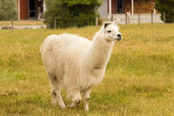 羊驼白颜色绿色玻璃农场动物 — 图库照片