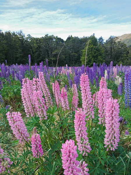 Pink and purple lupine flower field neutral landscape, New Zealand summer season