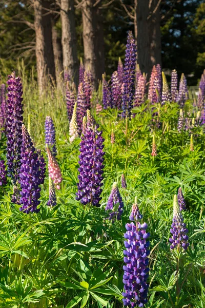 Hermosa Púrpura Altramuces Florecen Pradera Paisaje Natural Fondo —  Fotos de Stock