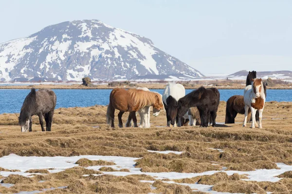 Chevaux Sur Verre Sec Avec Fond Montagne Hiver Islande Animal — Photo