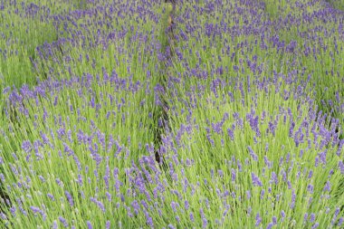 Lavanta alan yakın Otago South Island Yeni Zelanda kadar