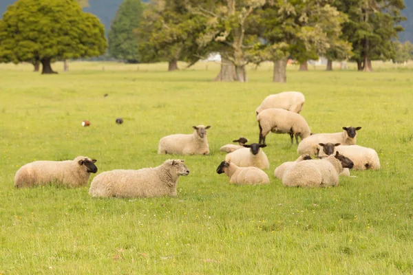 Зеленое Стеклянное Поле Овцами Новозеландское Сельскохозяйственное Животное — стоковое фото