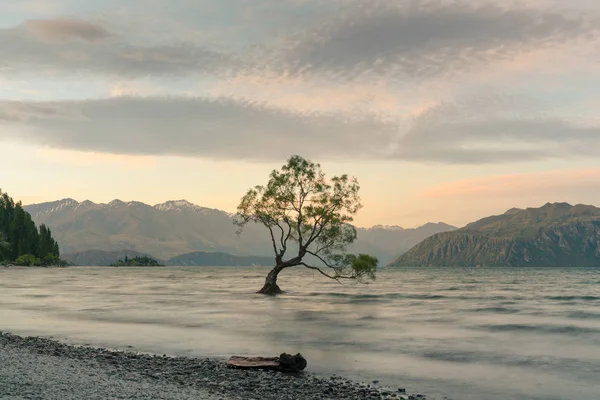 Alone Tree Wanaka Water Lake Mountain Background Nueva Zelanda Natural —  Fotos de Stock