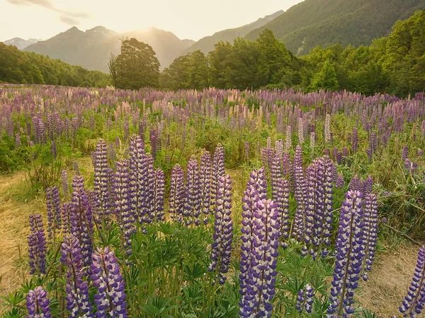 Purple lupin flower with mountain background, New Zealand summer season natural landscape background