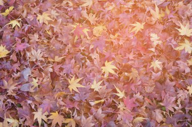 Güzel düşmüş kırmızı akçaağaç yaprağı, doğal Sonbahar sezonu arka plan