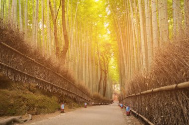 Yeşil Bambu çit (bambu ormanı) Arashiyama, Kyoto, Japonya