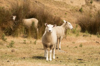 Bebek koyun hayvan kuru cam üzerine hayvan tarım çiftlik 
