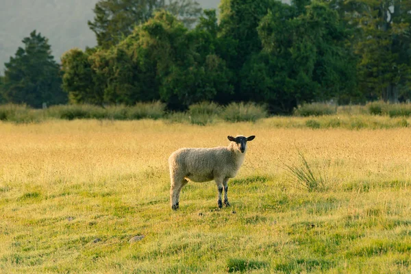 Μαύρο Χαριτωμένο Μικρό Πρόβατο Πάνω Από Πράσινο Γυαλί Ζώων Αγροκτήματος — Φωτογραφία Αρχείου