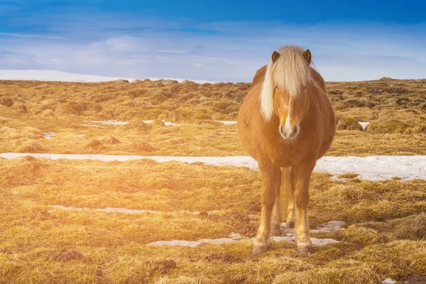 Cavallo Islandese Marrone Vetro Secco Sfondo Azzurro Skyline Islanda — Foto Stock