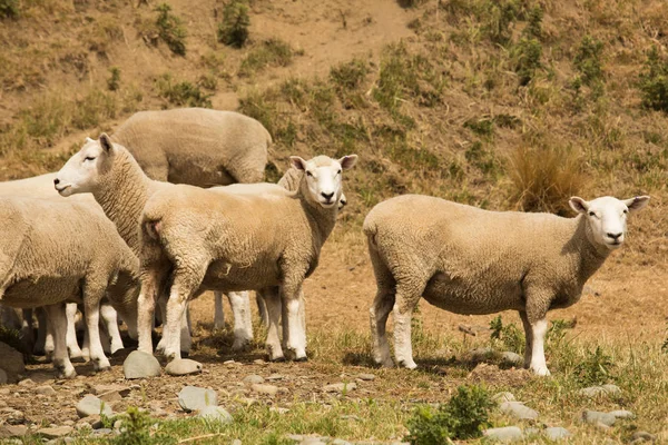 Симпатичная Детская Овчарка Вид Фермерское Животное Новой Зеландии — стоковое фото