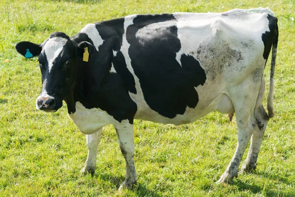 Grande Grasa Negro Blanco Vaca Granja Animal Stand Sobre Verde — Foto de Stock