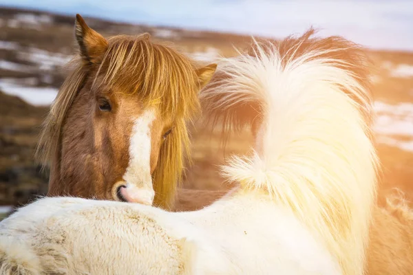Cavalos Islandeses Fecham Cabeça Animal Fazenda Temporada Inverno Islândia — Fotografia de Stock
