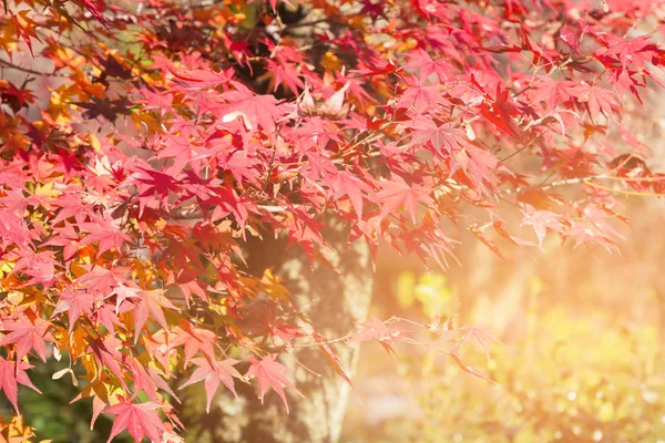 Bordo Vermelho Árvore Durante Temporada Outono Paisagem Natural Fundo — Fotografia de Stock