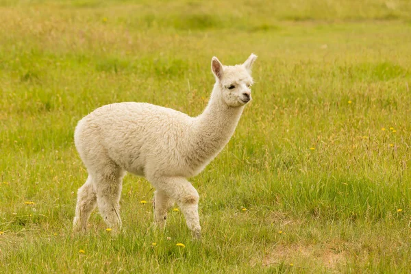 Niedliches Baby Alpaka Auf Grünem Glas Nutztier — Stockfoto
