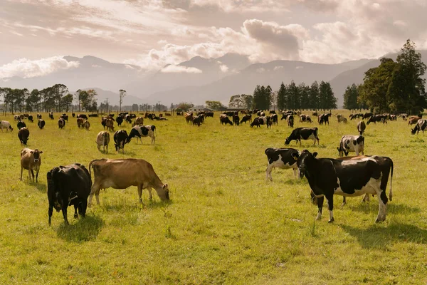 Vaca Granja Animal Sobre Vidrio Verde Fondo Montaña Nueva Zelanda — Foto de Stock