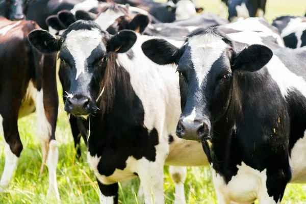 Vaca Blanco Negro Cerca Animal Granja Nueva Zelanda — Foto de Stock