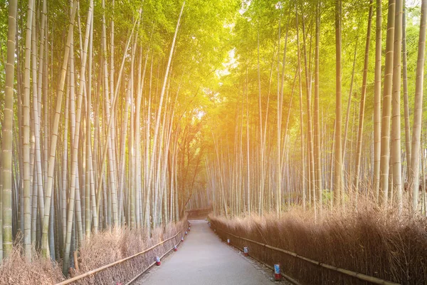 Caminho Floresta Bambu Arashiyama Kyoto Japão Paisagem Natural Fundo — Fotografia de Stock