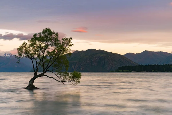 Árbol Solitario Sobre Lago Agua Wanaka Con Fondo Montaña Nueva —  Fotos de Stock