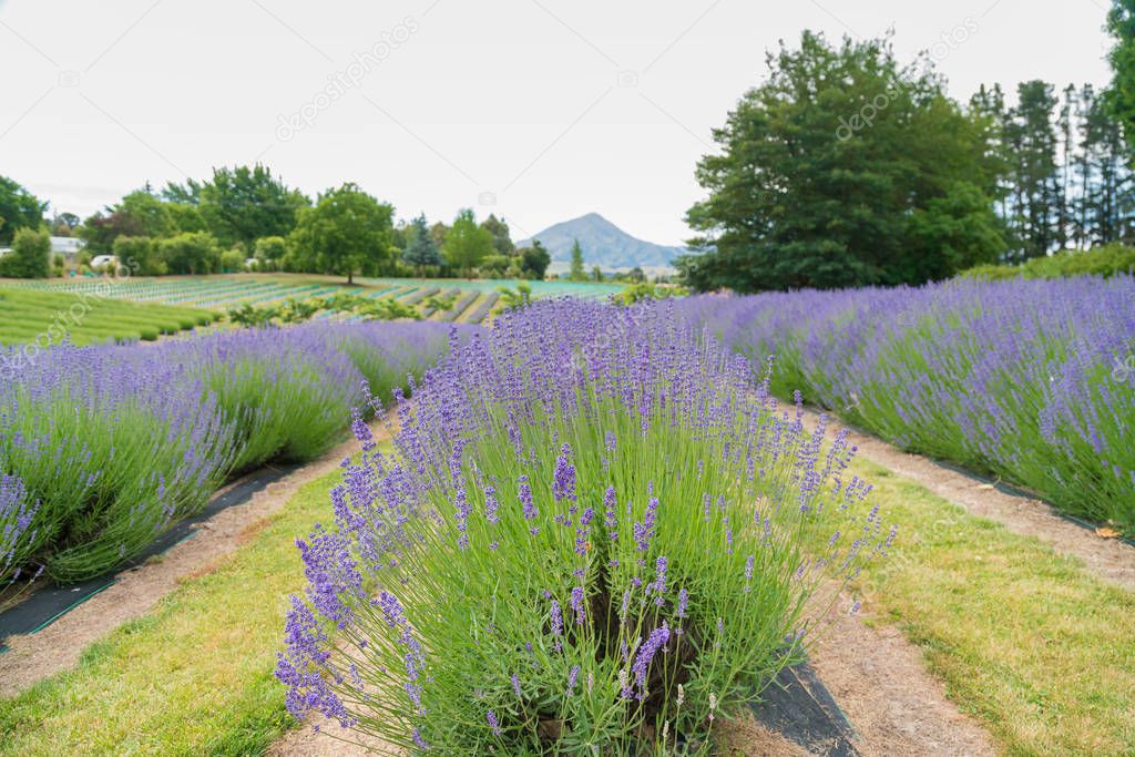 Lavender flower field with mountain background, New Zealand summer season