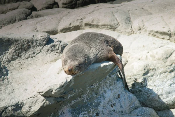 Baby Seal Sover Rock Vilda Djur — Stockfoto