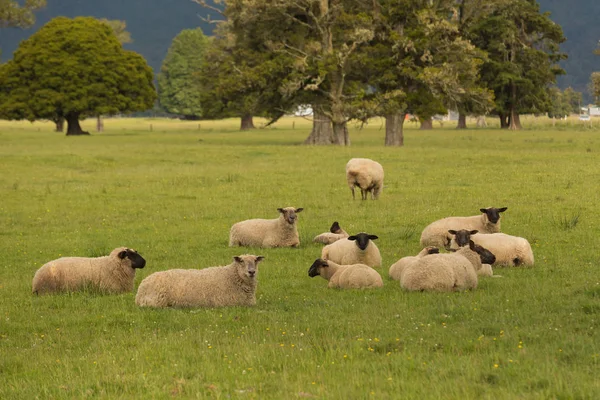 Овцы Сидят Зеленом Стекле Сельскохозяйственное Животное — стоковое фото