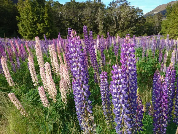 Purple lupine flower New Zealand summer season natural landscape background