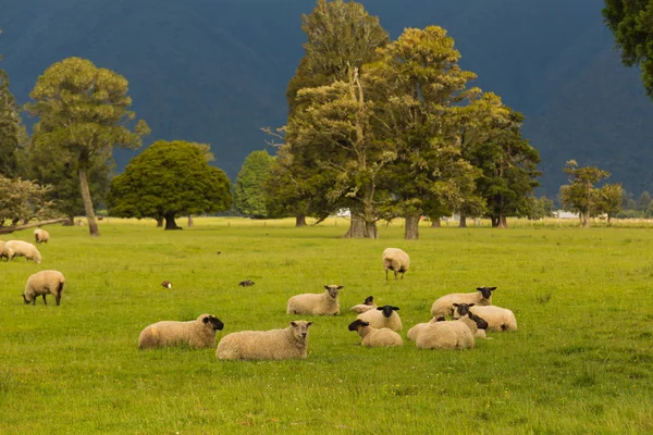 Овцы Над Зеленым Стеклом — стоковое фото