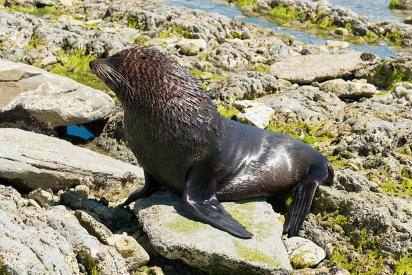 Black cute seal marine natural wildlife animal