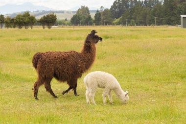 Kahverengi ve beyaz şirin bebek alpaka çiftlik hayvanı