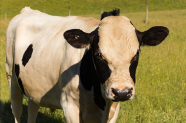 Yeşil cam arka plan, siyah ve beyaz inekle çiftlik hayvanı