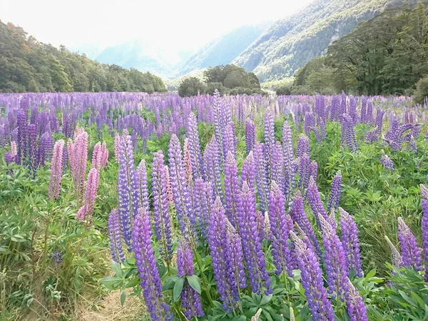 Lupine Campo Flores Montanha Nova Zelândia Verão Temporada Paisagem Natural — Fotografia de Stock