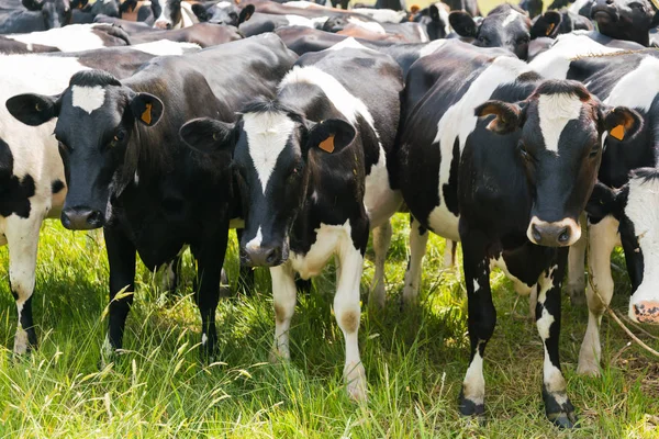 Cerca Las Vacas Blanco Negro Sobre Vidrio Verde Animal Granja — Foto de Stock