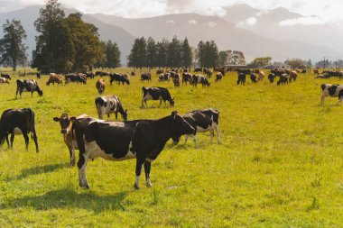 Yeşil cam alanı ve dağ arka plan, çiftlik hayvanı üzerinde inek çiftliği