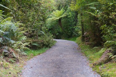 Tropikal orman, doğal peyzaj arka plan giden yolu yürüyüş