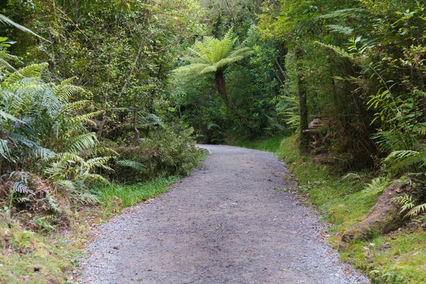 Tropikal orman, doğal peyzaj arka plan giden yolu yürüyüş
