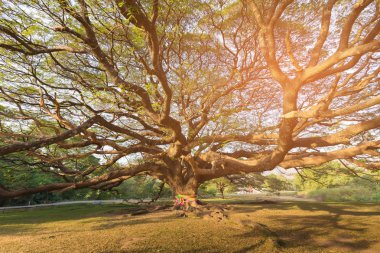 Dev ağaç Botanik Bahçesi tropikal ormanda Tayland, doğal peyzaj arka plan