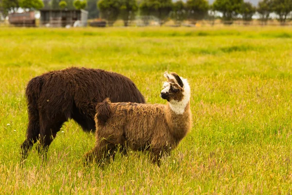 Linda Alpaca Sobre Campo Vidrio Verde Animal Granja — Foto de Stock