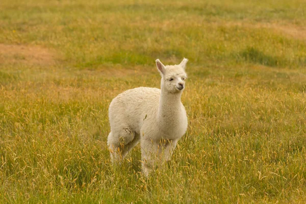 婴儿羊驼玩绿色玻璃 农场动物 — 图库照片