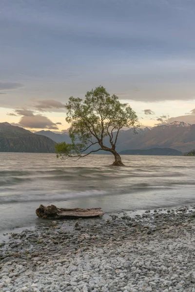 Árbol Solitario Lago Wanaka Isla Sur Nueva Zelanda Paisaje Natural —  Fotos de Stock