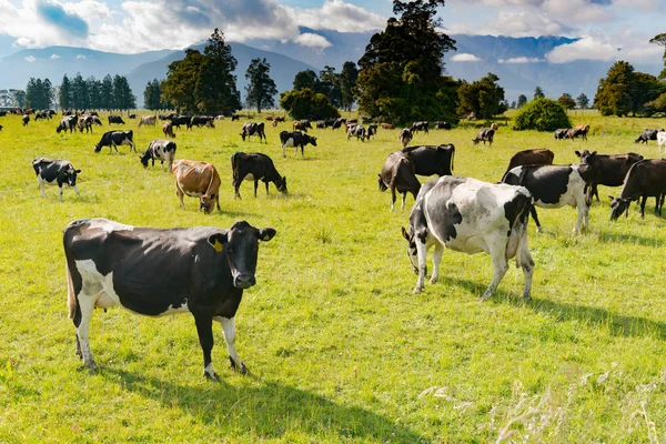 Vaca Sobre Campo Vidrio Verde Con Fondo Montaña Animal Granja — Foto de Stock