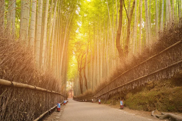 Caminho Pedestre Levando Floresta Bambu Fundo Paisagem Natural — Fotografia de Stock
