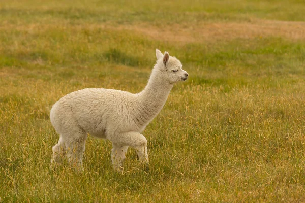 Linda Alpaca Bebé Sobre Vidrio Verde Animal Granja — Foto de Stock